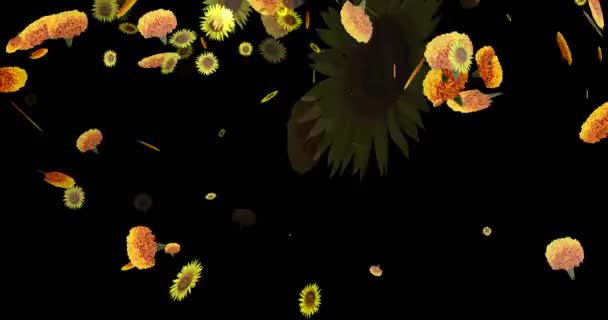 Marigold Kwiat Słonecznik Latają Czarnym Tle — Wideo stockowe