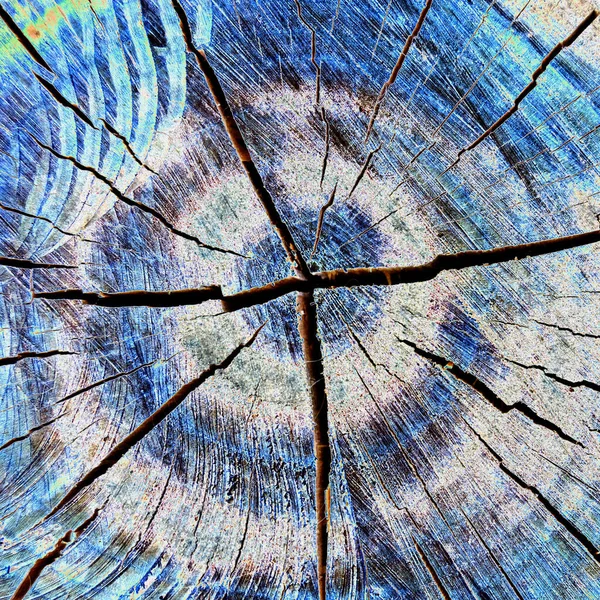 古い乾いた木のカットの質感 抽象的なテクスチャ 正方形の画像 — ストック写真