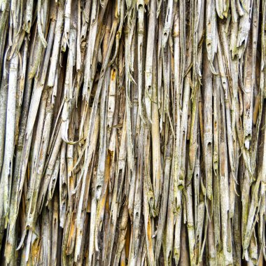 A close-up image of a reed. Reed stalks are placed next to each other. Square image.