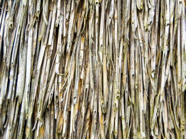 A close-up image of a reed. Reed stalks are placed next to each other. Horizontal image.