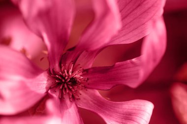 Viva Magenta renginde yakın plan manolya çiçeği - 2023 yılının rengi. Fotokopi alanı olan doğal çiçek afişi. Ana trend konsepti. Mesaj için yer. Canlı bahar arkaplanı.