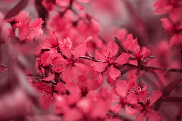 꽃봉오리는 2023 마젠타 색깔을 벚나무 가지이다 트렌드 개념을 스러운 깃발이죠 — 스톡 사진