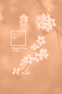 Closeup flowering cherry branch colored in Peach Fuzz - color of the year 2024. clipart