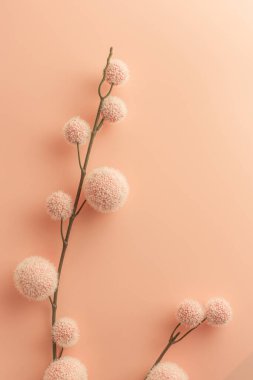 Artificial decorative branch with fluffy balls on table colored in Peach Fuzz - color of the year 2024. clipart