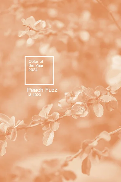 Gros Plan Branche Cerisier Fleurs Coloré Dans Peach Fuzz Couleur Images De Stock Libres De Droits