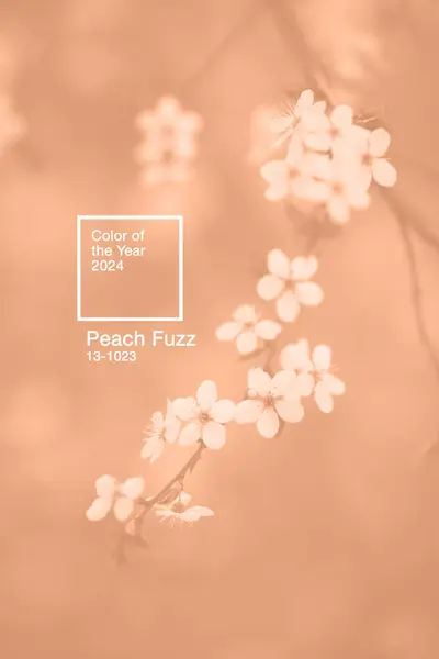 Gros Plan Branche Cerisier Fleurs Coloré Dans Peach Fuzz Couleur Images De Stock Libres De Droits