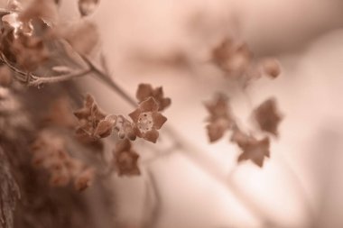 Yakın plan heuchera çiçekleri Mocha Mousse renginde. 2025 senesinin sepya rengi. Metin için yeri olan doğal pankart.