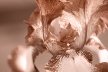 Yakın çekim kıvrımlı iris yaprakları sepia kahverengi, çiçekli makro arkaplan renginde. 2025 'in ana renk konsepti - Mocha mus.