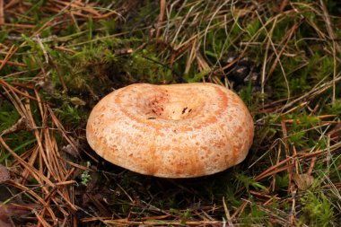 Vahşi, yenilebilir mantar Lactarius Deliciosus ormanda yetişir. Safran süt kapağı ve kırmızı çam mantarı olarak bilinir. Mantarın koyu turuncu çizgileri olan havuç-turuncu bir kapağı var..