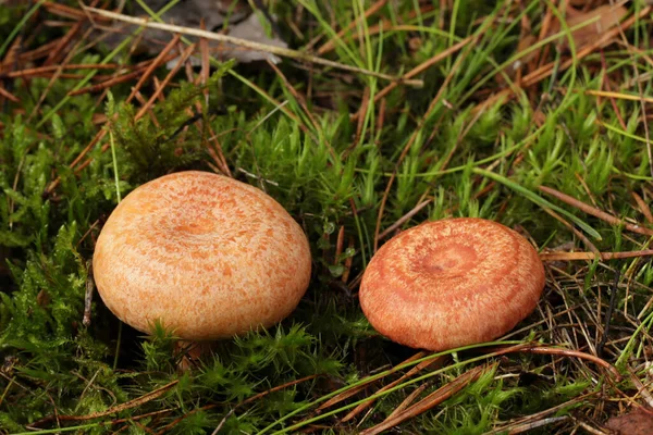 stock image Comparison of mushrooms, which from above are easy to confuse. On the left is the tasty and edible mushroom saffron milk cap (Lactarius deliciosus) and on the right is the conditionally edible woolly milkcap (Lactarius torminosus).