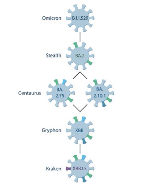 Şematik bir diyagram, BA.2.75 ve BA.2.10.1 'in rekombinasyonu olan XBB varyantlarının bir akrabası olan XBBB1.5' in kökenini ve evrimini gösterir. Omicron alt dilleri.