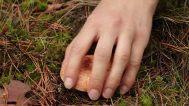 A wild edible saffron milk cap mushroom grows in the forest. A hand picks the mushroom, twists it out of the ground, and shows it to the camera. The orange gills and milky orange latex can be seen.