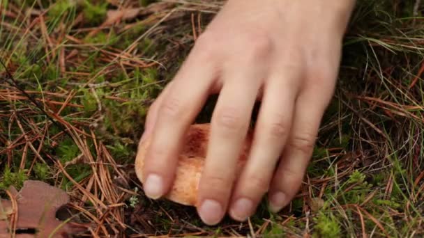 Wild Edible Saffron Milk Cap Mushroom Grows Forest Hand Picks — Stok video