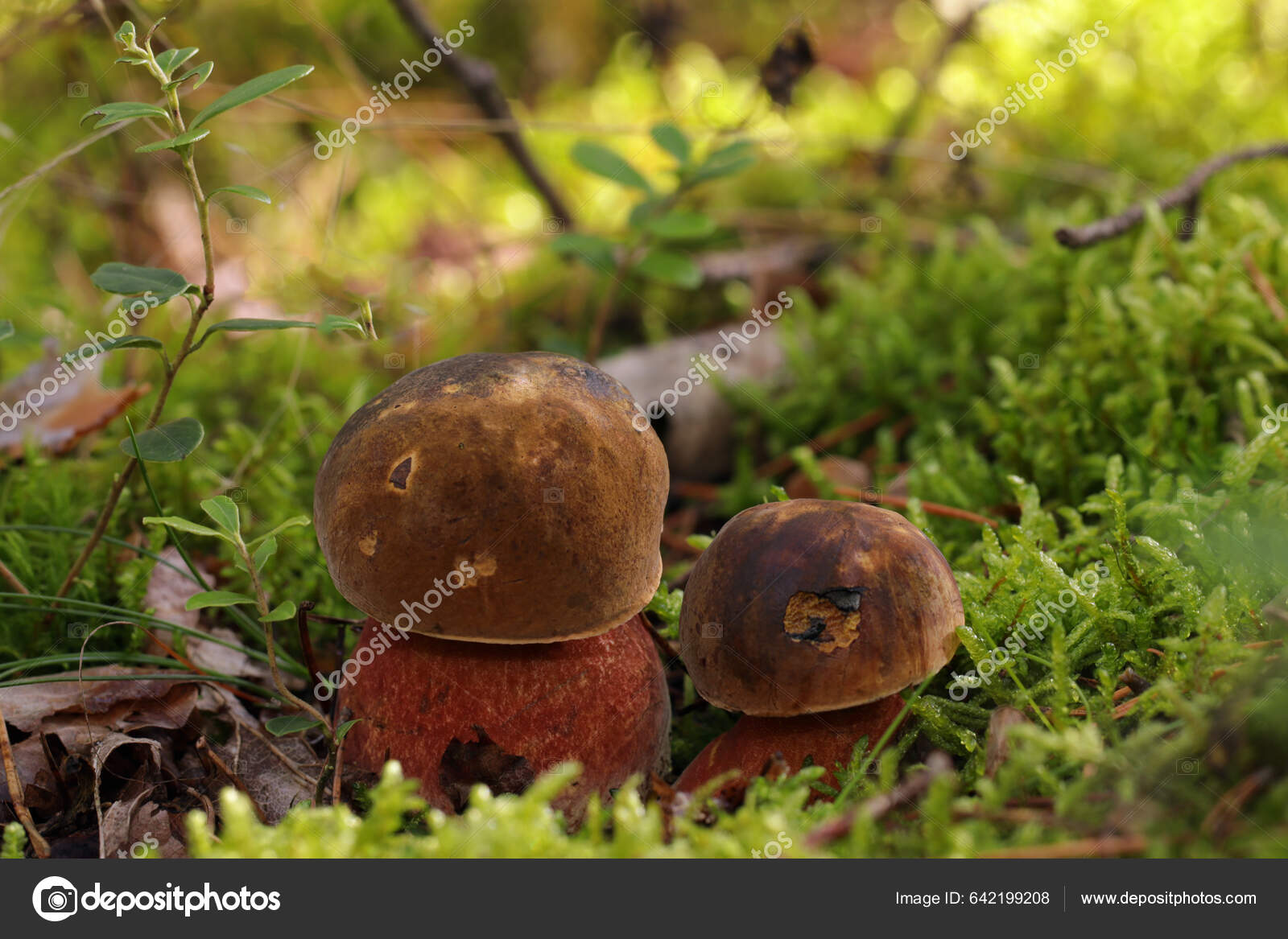 Két Kicsi Fiatal Ehető Neoboletus Luridiformis Gomba Egy Mohában Erdőben —  Stock Fotó © i-am-helen #642199208