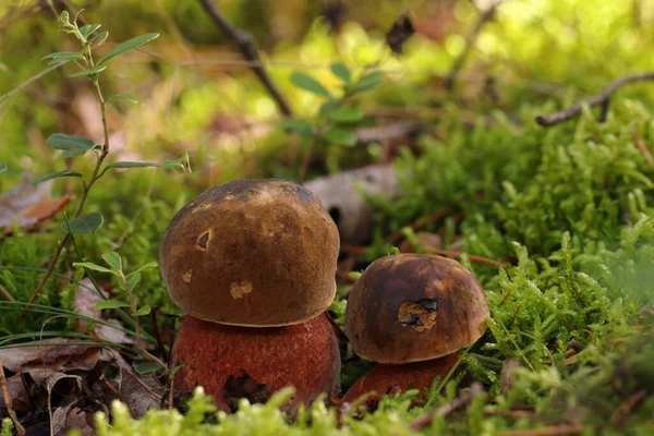 Two Small Young Edible Neoboletus Luridiformis Mushrooms Grow Moss Forest — Stockfoto