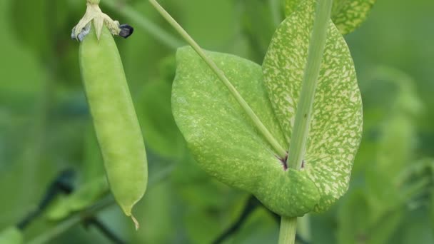 Een Virale Erwtenziekte Geïnfecteerde Plant Heeft Mozaïek Chlorotic Gele Vlekken — Stockvideo