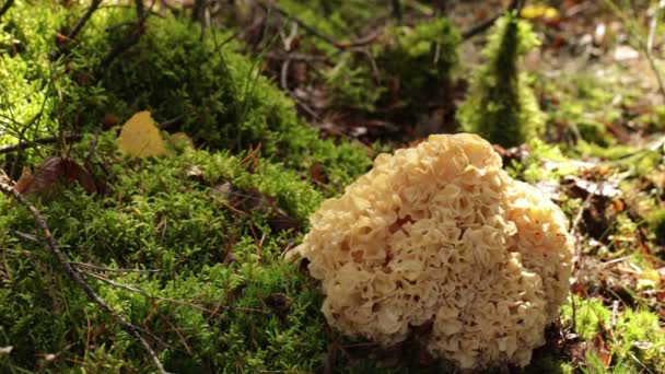 Video Wild Edible Fungus Wood Cauliflower Sparassis Crispa Growing Forest — Stock Video