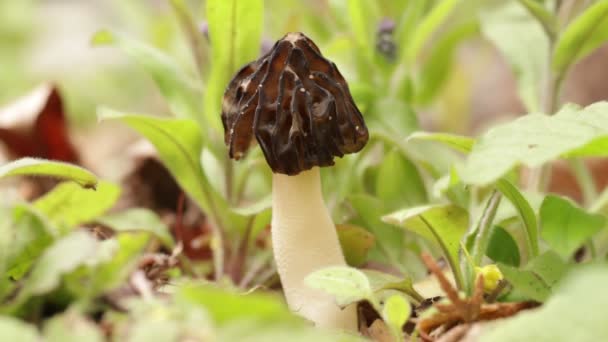 Nella Foresta Cresce Piccolo Giovane Fungo Commestibile Morchella Semilibera Comunemente — Video Stock
