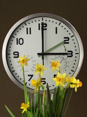 A clock among daffodils: the gray-green hand points to two o'clock, the black one to three o'clock. The yellow arrow indicates the direction of the hands' movement. Time change to daylight saving time. Transition of time, the hands move forwards.