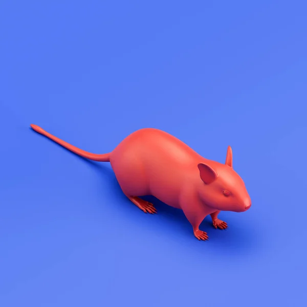 Degu monochrome single color animal. Red color single animal from isometric view, Monochrome animal in blue studio, 3d rendering, nobody