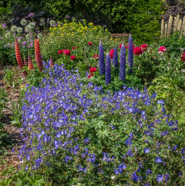 Röda Blå Och Gula Lupiner Engelsk Trädgård Med Gröna Blad — Stockfoto