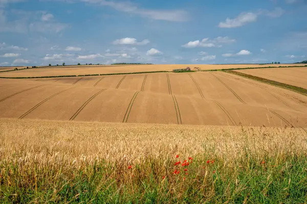 stock image Rolling fields of lined wheat with farm in the background and poppies in the foreground on a clear sunny day.