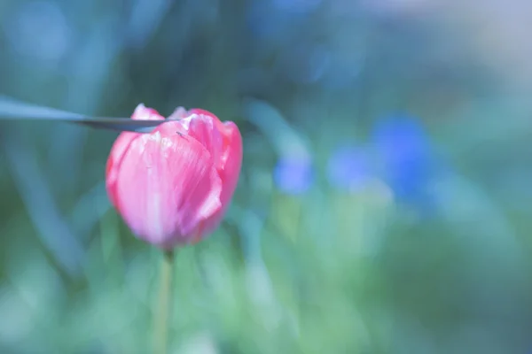 Eine Tulpe Aus Einer Anderen Perspektive Dieses Bild Wurde Mit — Stockfoto