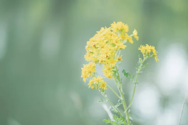 Sárga Virágok Tavasszal Hollandiában Kiváló Minőségű Fotó Növények Makrofotózása Színek — Stock Fotó