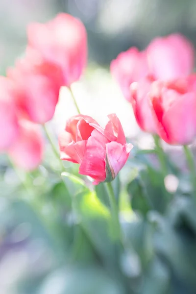 Tulipan Innej Perspektywy Zdjęcie Jest Zrobione Dzieckiem Obiektywu Soczewki Różnią — Zdjęcie stockowe