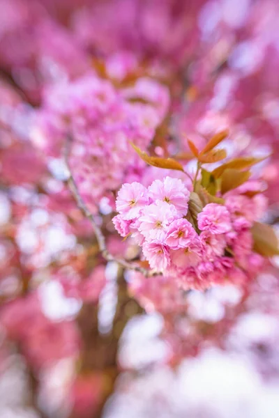Pink Blossom Będzie Rosnąć Całej Holandii Europie Piękne Drzewa Kwitną — Zdjęcie stockowe