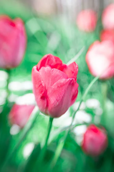 Uma Tulipa Outra Perspectiva Esta Imagem Tirada Com Bebê Lente — Fotografia de Stock