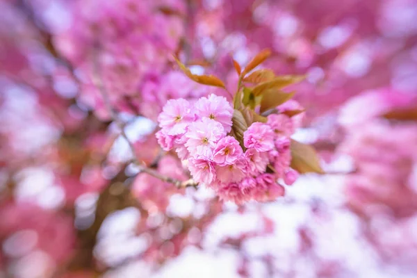 Pink Blossom Akan Tumbuh Seluruh Belanda Eropa Pohon Pohon Yang Stok Gambar Bebas Royalti