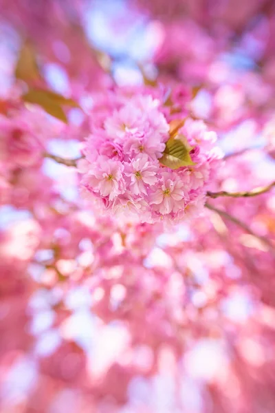 Pink Blossom Akan Tumbuh Seluruh Belanda Eropa Pohon Pohon Yang Stok Gambar Bebas Royalti