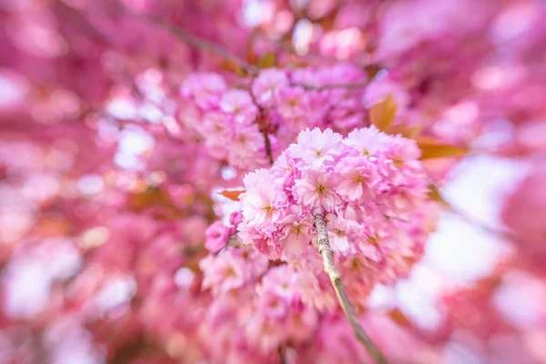 Pink Blossom Akan Tumbuh Seluruh Belanda Eropa Pohon Pohon Yang Stok Gambar