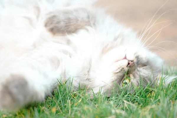 Seekor Kucing Tergeletak Rumput Foto Berkualitas Tinggi Kucing Berbaring Rumput Stok Foto Bebas Royalti