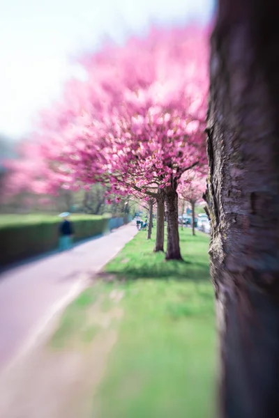 Pink Blossom Akan Tumbuh Seluruh Belanda Eropa Pohon Pohon Yang Stok Foto