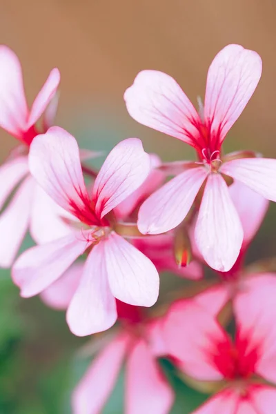 Sebuah Close Bunga Merah Muda Foto Berkualitas Tinggi Fotografi Makro Stok Lukisan  