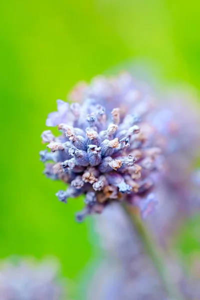 Pendekatan Dari Tanaman Lavender Foto Berkualitas Tinggi Fotografi Makro Bunga Stok Gambar Bebas Royalti