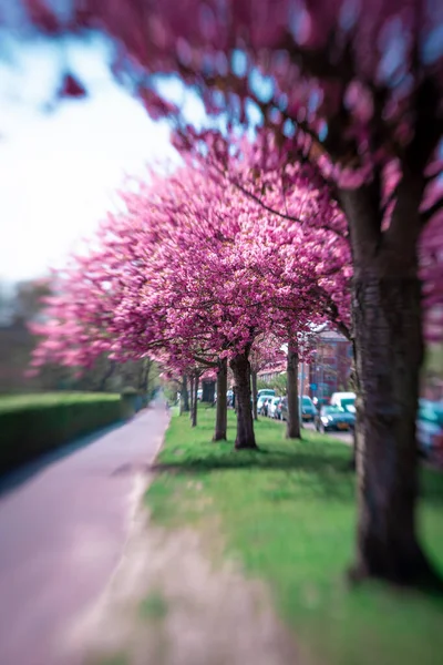 Pink Blossom Akan Tumbuh Seluruh Belanda Eropa Pohon Pohon Yang Stok Lukisan  
