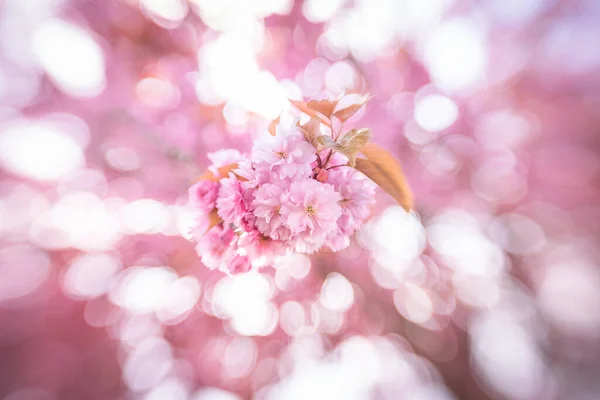 Pink Blossom Akan Tumbuh Seluruh Belanda Eropa Pohon Pohon Yang Stok Foto Bebas Royalti