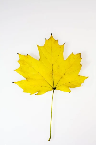 Daun Maple Kuning Diisolasi Pada Latar Belakang Putih — Stok Foto