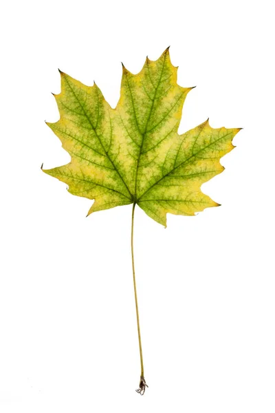 Yellow Maple Leaf Isolated White Background — Stock Photo, Image