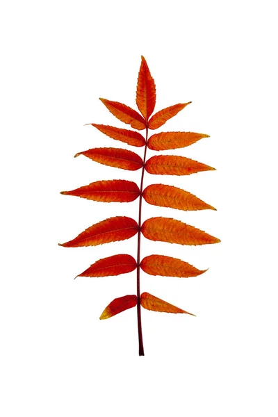 Огненно Красные Осенние Листья Изолированные Белом Фоне — стоковое фото