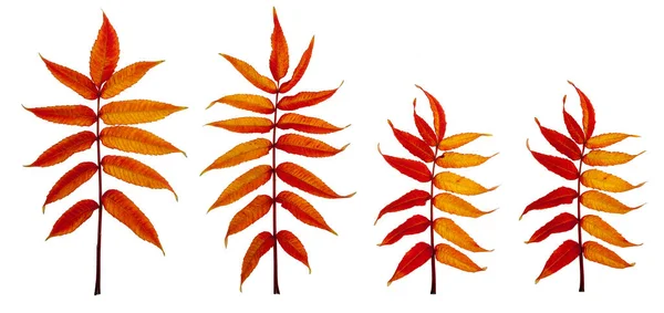 Ohnivě Červené Podzimní Listí Izolovaných Bílém Pozadí — Stock fotografie