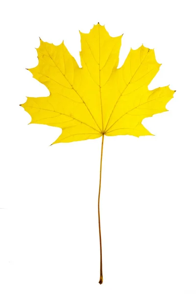 Žlutá Javorový List Izolovaných Bílém Pozadí — Stock fotografie