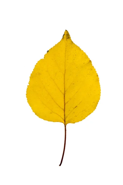 Βερίκοκο Κίτρινο Φύλλο Απομονωθεί Λευκό Φόντο — Φωτογραφία Αρχείου