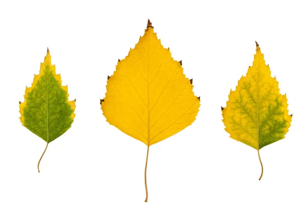 Yellow Poplar Bladeren Geïsoleerd Een Witte Achtergrond — Stockfoto