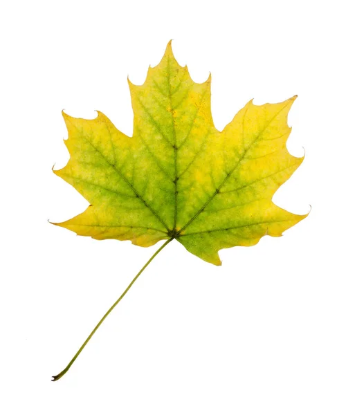 Yellow Maple Leaf Isolated White Background — Stock Photo, Image