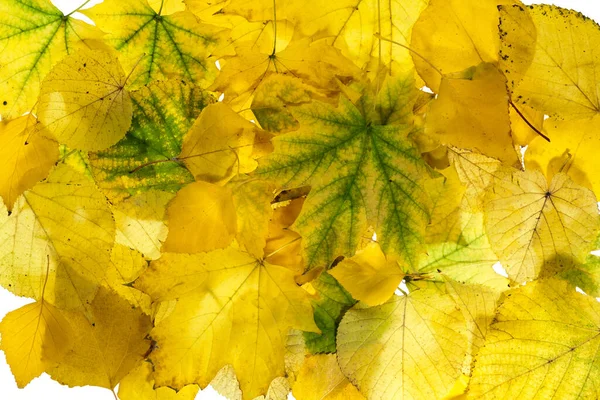 Latar Belakang Musim Gugur Dari Dedaunan Kuning Dekorasi Musim Gugur — Stok Foto