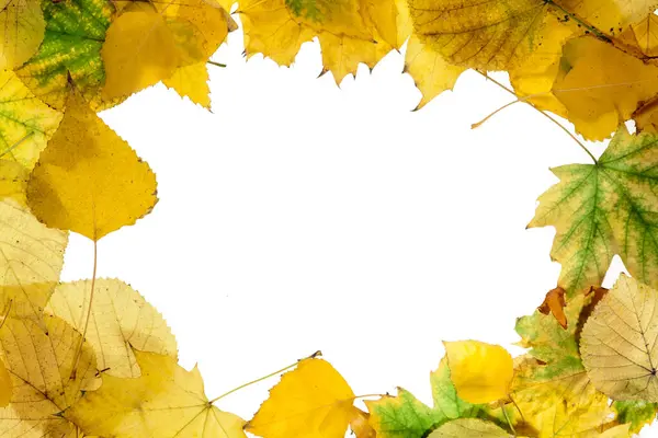Frame Van Gele Herfstbladeren Geïsoleerd Een Witte Achtergrond — Stockfoto